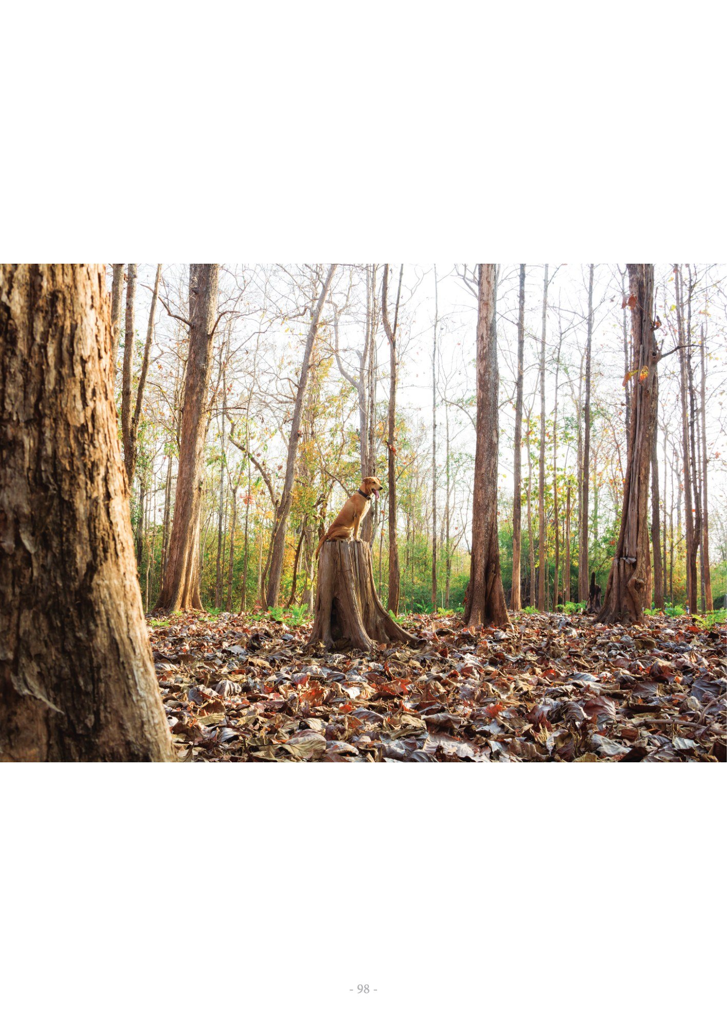 ภาพ PHOTOGRAPHIC ART THESIS EXHIBITION 2015 — หน้า 98
